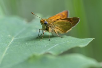 Large skipper (Ochlodes sylvanus), Ahlhorn, Lower Saxony, Germany