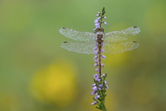 Marsh dragonfly (Sympetrum depressiusculum) in the morning dew on flowering heather (Calluna