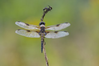 Four-spotted dragonfly (Libellula quadrimaculata), Ahlhorn, Lower Saxony, Germany