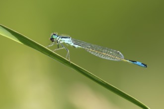 Blue-tailed damselfly (Ischnura elegans), Ahlhorn, Lower Saxony, Germany