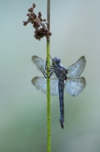 Marsh dragonfly (Sympetrum depressiusculum), Ahlhorn, Lower Saxony, Germany