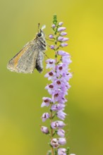 Large skipper (Ochlodes sylvanus) on flowering heather (Calluna vulgaris), Ahlhorn, Lower Saxony,