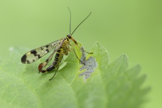 German Scorpion Fly (Panorpa germanica), Ahlhorn, Lower Saxony, Germany