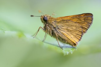 Large skipper (Ochlodes sylvanus), Ahlhorn, Lower Saxony, Netherlands