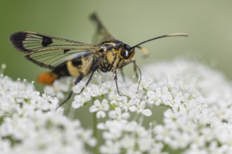 Large birch glasswing (Synanthedon scoliaeformis), Ahlhorn, Lower Saxony, Germany