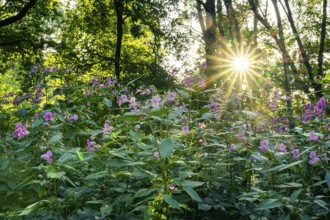 Balsam (Impatiens), neophytes, Ahlhorn, Lower Saxony, Germany