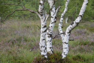 Birches for heather blossoms in the moor, Goldenstedter Moor, Goldenstedt, Lower Saxony, Germany