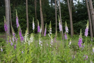 Flowering foxglove (Digitalis purpurea) in a forest clearing, Vechta, Lower Saxony, Germany