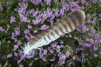 Feather on blooming heath in moor, Goldenstedter Moor, Goldenstedt, Lower Saxony, Germany