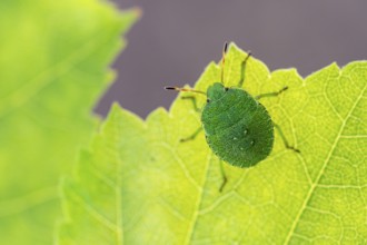 Green shield bug (Palomena prasina), Ahlhorn, Lower Saxony, Germany