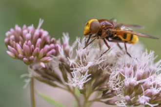 Hornet hoverfly (Volucella zonaria), Ahlhorn, Lower Saxony, Germany