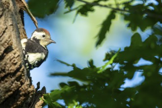 Young great spotted woodpecker (Dendrocopos major) at the breeding den, Ahlhorn, Lower Saxony,