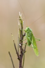 Great green bush cricket (Tettigonia viridissima), Ahlhorn, Lower Saxony, Germany