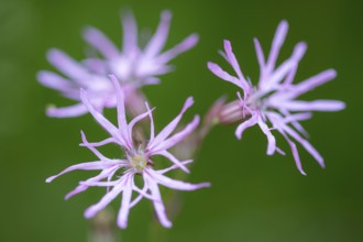 Cuckoo flower (Silene flos-cuculi), Ahlhorn, Lower Saxony, Germany