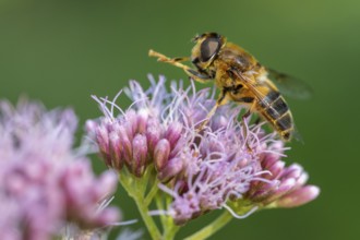 Hoverfly (Eristalis), Ahlhorn, Lower Saxony, Germany