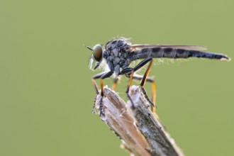 Tolmerus atricapillus (Tolmerus atricapillus), Ahlhorn, Lower Saxony, Germany