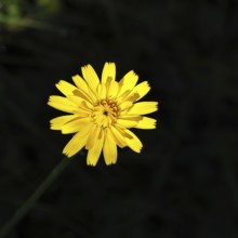 Mouse-ear hawkweed, also known as Lesser mouse-ear hawkweed or long-haired hawkweed (Hieracium