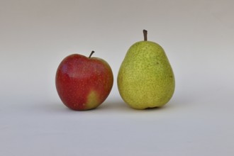 Apple (Malus) and pear (Pyrus communis), with white background, synonym for comparing apples with