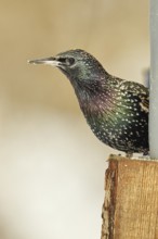 Starling (Sturnus vulgaris) adult bird in spotted winter plumage, sitting on a fence post,