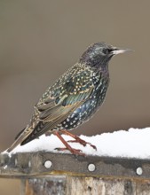 Starling (Sturnus vulgaris) adult bird in spotted winter plumage, sitting on a nesting box,