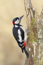 Great spotted woodpecker (Dendrocopos major), male, foraging on a tree stump overgrown with moss
