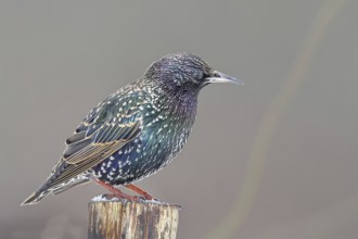Starling (Sturnus vulgaris) adult bird in spotted winter plumage, sitting on a fence post,
