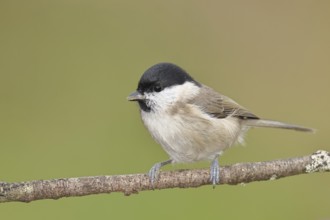 Willow Tit (Parus montanus), Willow Tit (Parus montanus) sitting on a branch overgrown with moss,