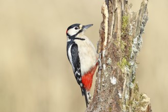 Great spotted woodpecker (Dendrocopos major), male, foraging on a tree stump overgrown with moss