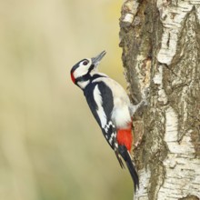 Great spotted woodpecker (Dendrocopus major), male, foraging on the trunk of a common birch (Betula