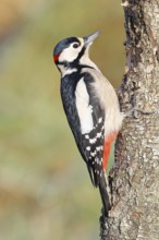 Great spotted woodpecker (Dendrocopus major), male, foraging on the trunk of a common birch (Betula