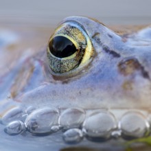 Blue moor frog (Rana arvalis) mating in the moor, Goldenstedter Moor, Lower Saxony, Germany