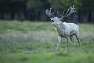 White red deer (Cervus elaphus) in rut, roaring, hunting, Klamptenborg, Copenhagen, Denmark