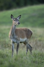 Red deer (Cervus elaphus), female, hunting, Klamptenborg, Copenhagen, Denmark