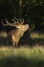 Red deer (Cervus elaphus) in rut, roaring, hunting, Klamptenborg, Copenhagen, Denmark