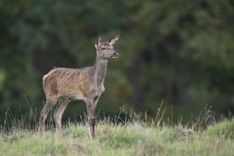 Red deer (Cervus elaphus), calf, Klamptenborg, Copenhagen, Denmark