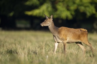 Red deer (Cervus elaphus), doe, bare deer, hunting, Klamptenborg, Copenhagen, Denmark