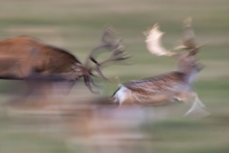 Red deer in a rut chases fallow deer, Dynamik, Klamptenborg, Copenhagen, Denmark