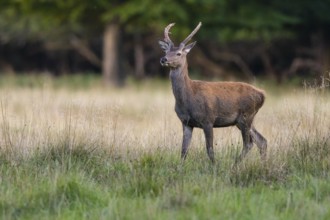 Red deer (Cervus elaphus) in rut, spit, hunting, Klamptenborg, Copenhagen, Denmark