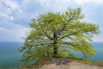 View of chalk cliffs in Jasmund National Park on Rügen, Sassnitz, Rügen, Mecklenburg-Western