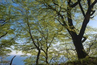 Treetop of a beech tree in Jasmund National Park on Rügen, Rügen, Sassnitz, Mecklenburg-Western