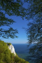 View of chalk cliffs in Jasmund National Park on Rügen, Königsstuhl, Sassnitz, Rügen,
