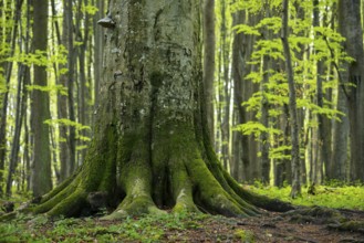 Beech in Jasmund National Park, Sassnitz, Rügen, Mecklenburg-Western Pomerania, Germany
