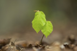 Buchenkeimling, Sassnitz, Rügen, Mecklenburg-Western Pomerania, Germany