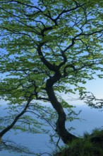 Treetop of a beech tree in Jasmund National Park on Rügen, Rügen, Sassnitz, Mecklenburg-Western