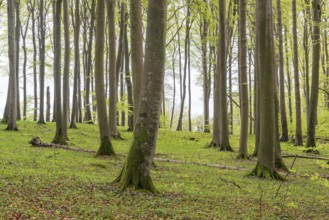 Beech forest on chalk cliffs in Jasmund National Park on Rügen, Sassnitz, Rügen,