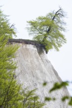 View of chalk cliffs in Jasmund National Park on Rügen, Sassnitz, Rügen, Mecklenburg-Western
