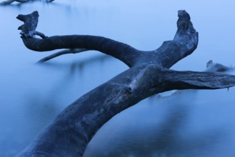 Fallen tree on the chalk coast in Jasmund National Park, Rügen, Sassnitz, Mecklenburg-Western