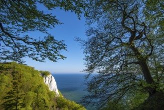 View of chalk cliffs in Jasmund National Park on Rügen, Königsstuhl, Sassnitz, Rügen,