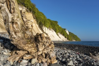 View of chalk cliffs in Jasmund National Park on Rügen, Königsstuhl, Sassnitz, Rügen,
