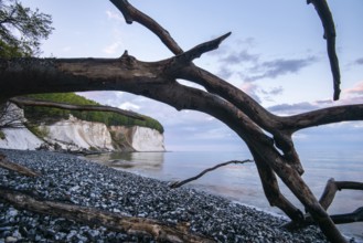 Evening on the chalk coast in Jasmund National Park, Rügen, Sassnitz, Mecklenburg-Western